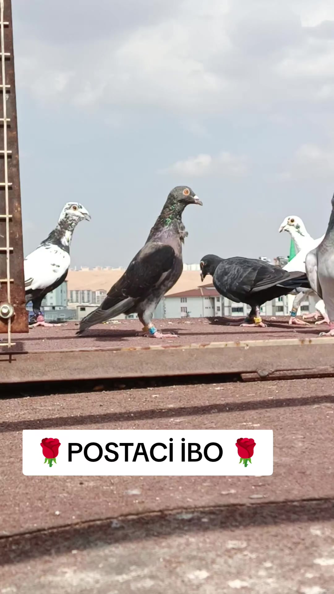 @🦜🦜POSTACI İBO TEKİN 🦜🦜
