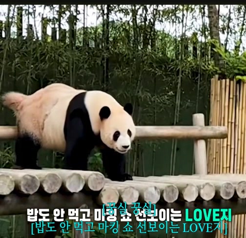 @K-PANDA kim