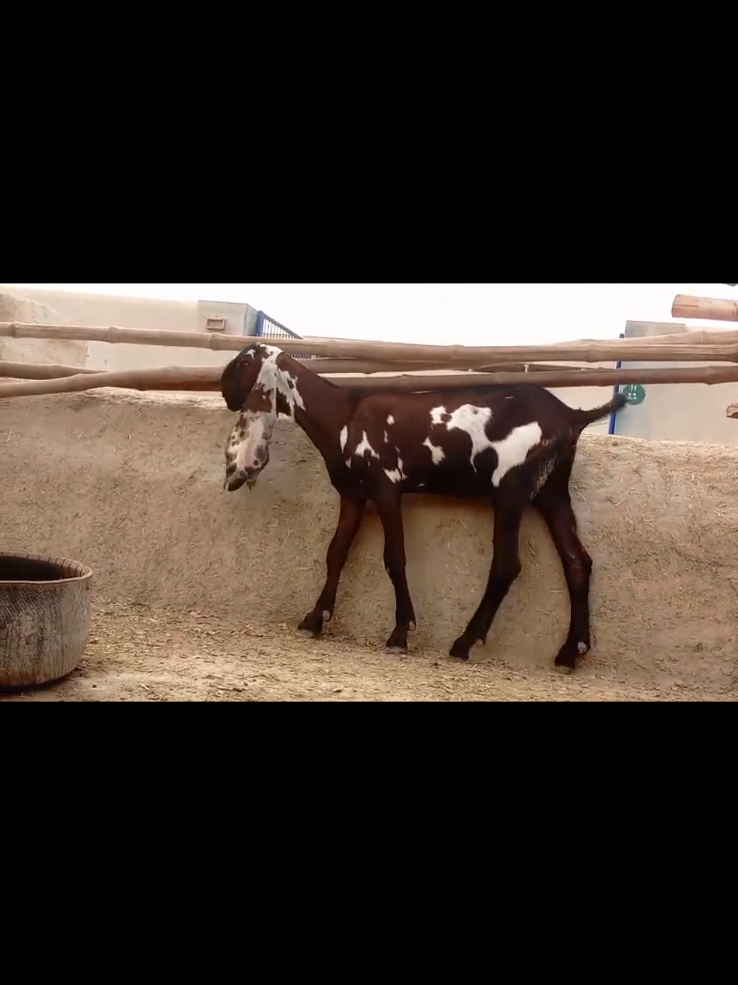 @Babu Pathan Goat Farm