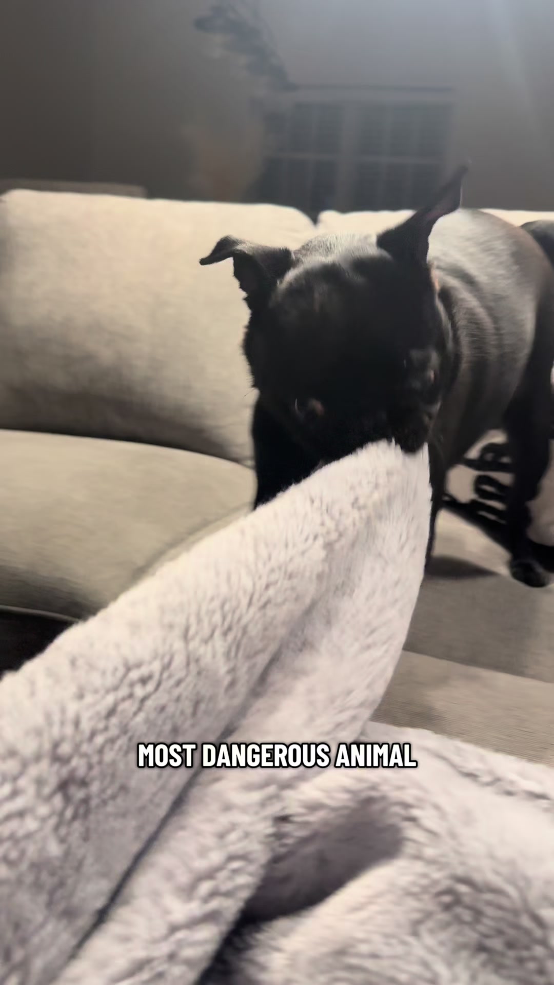 @SirEdmundThePug