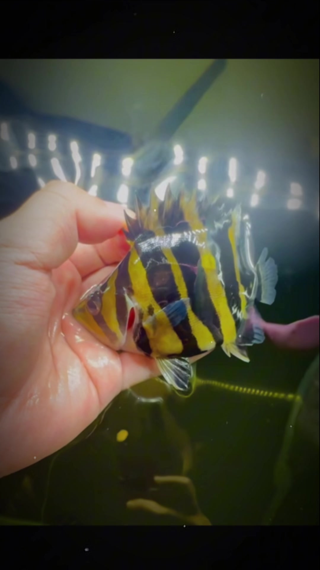@網上看魚