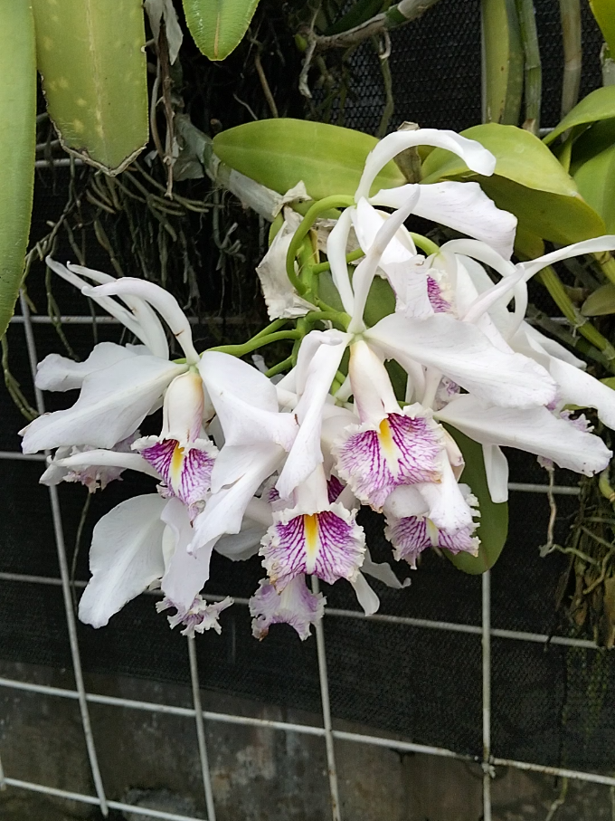 @Bani Orchid