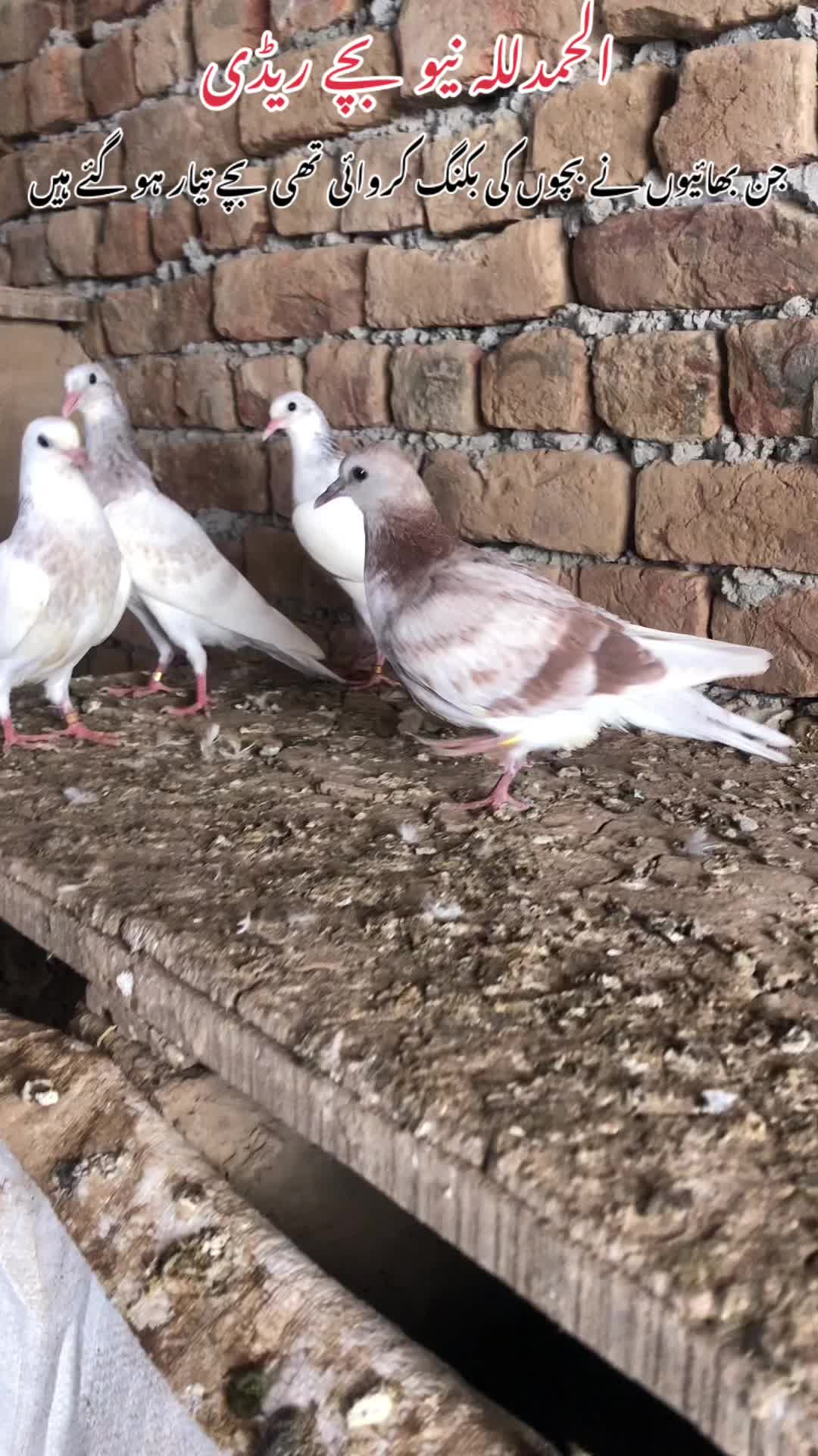 @⚜️چودری مہر احمد صاحب⚜️