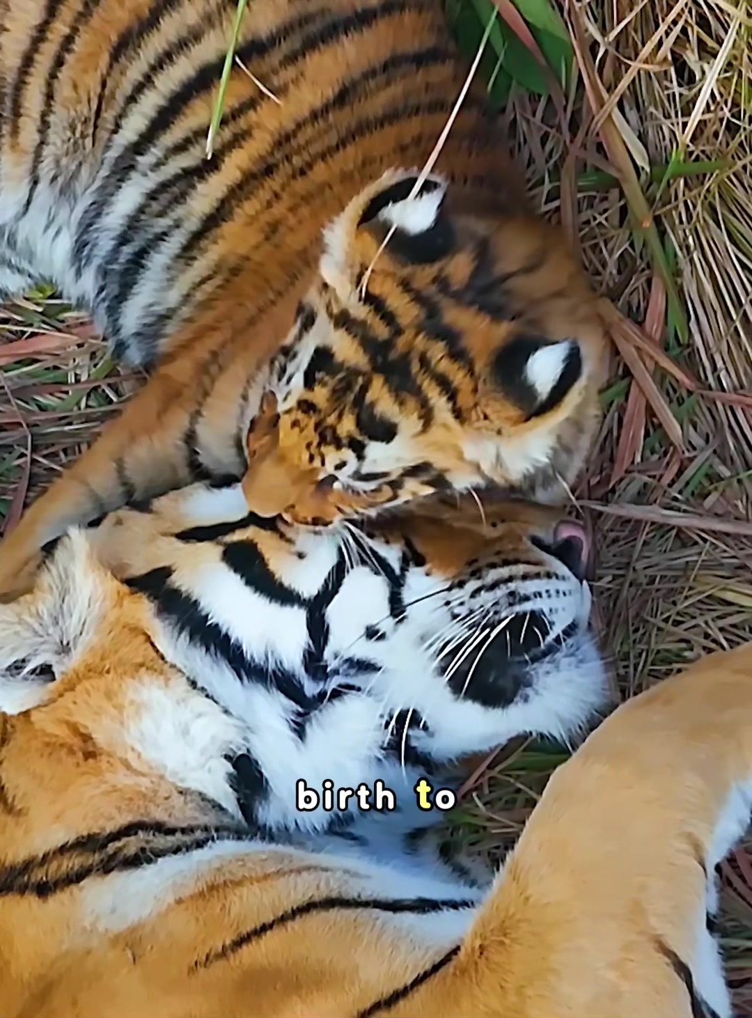 @look animals