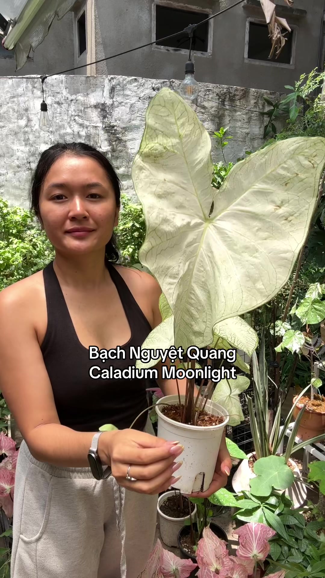 @Tú Nhi - Let's play plant