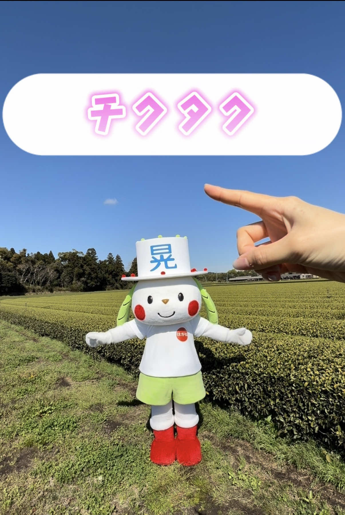 @お茶わんこはがねちゃん 堀口製茶PRキャラ