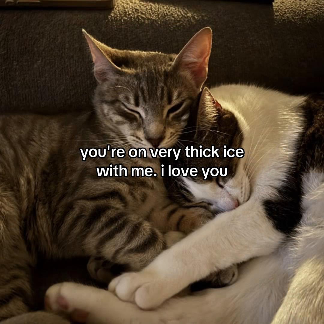 @Alice.cattok