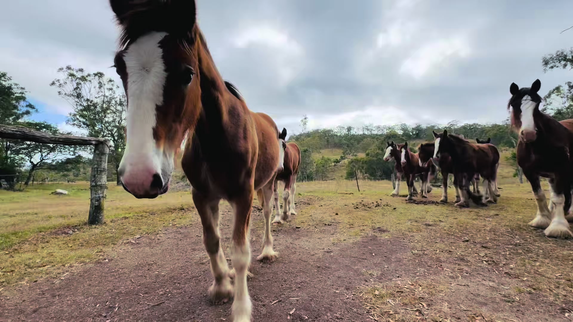 @Duneske Clydesdales