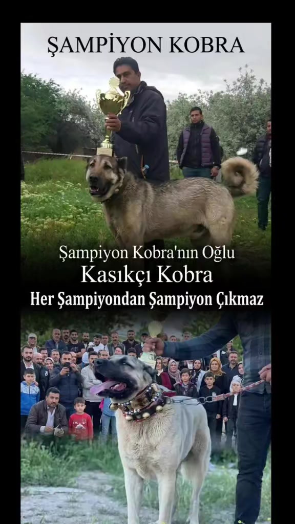 @ANADOLU ASLANLARI