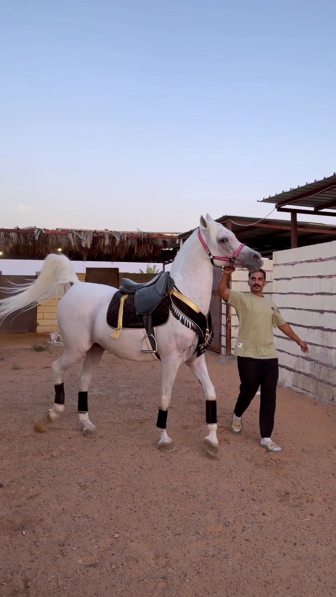 @ثـامر الشـلاش 🐎🤎.