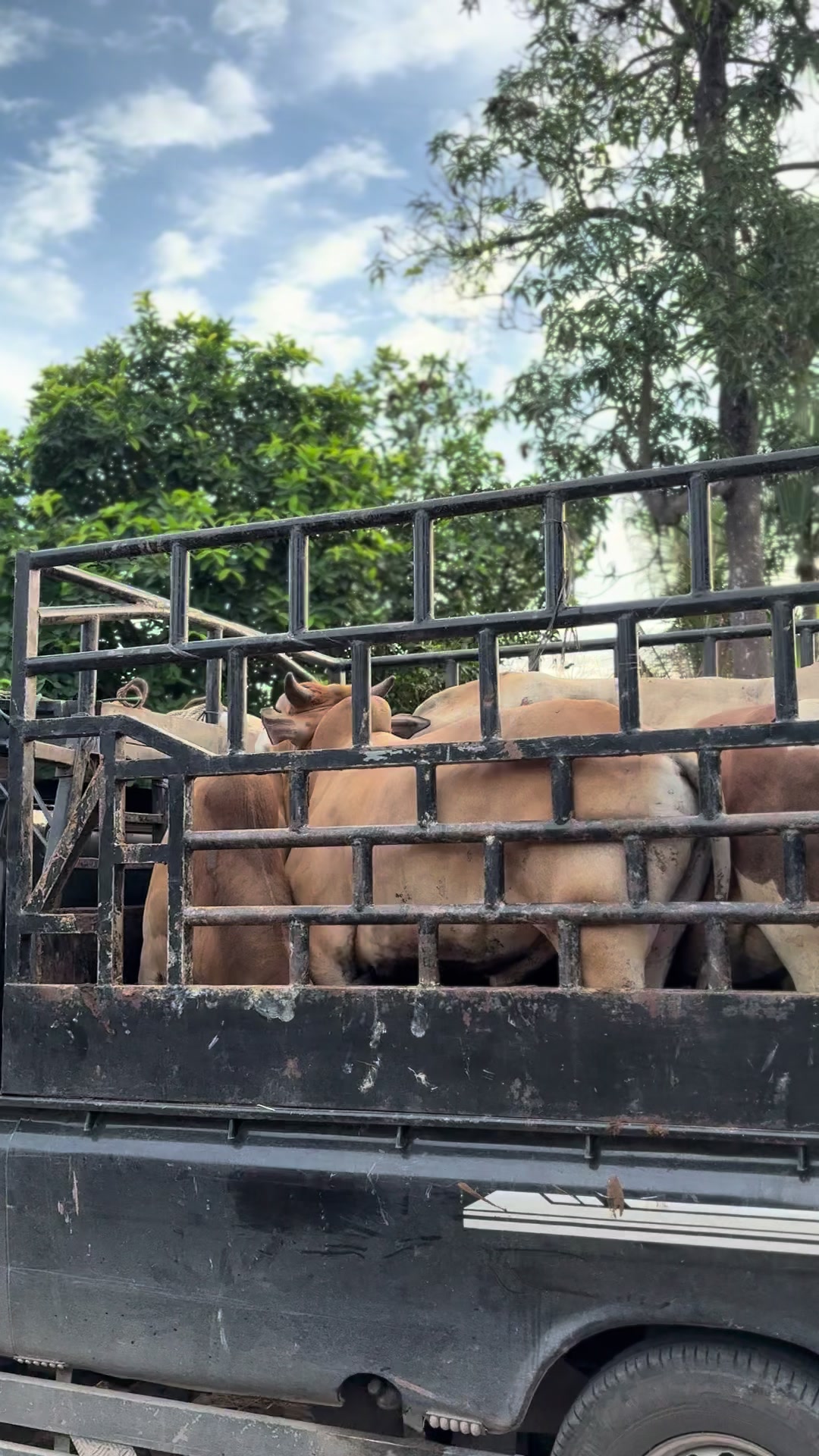 @Al-Barokah_farm