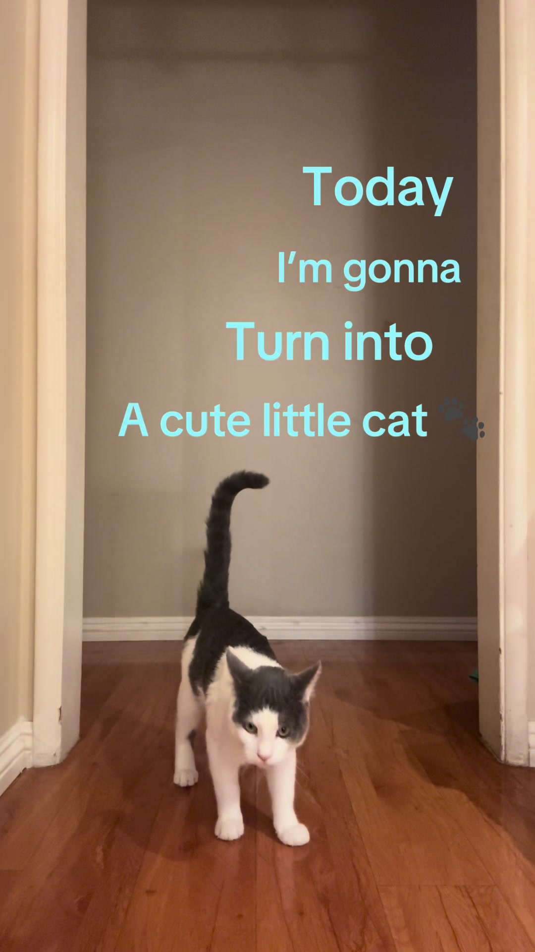 @sprinklesigma