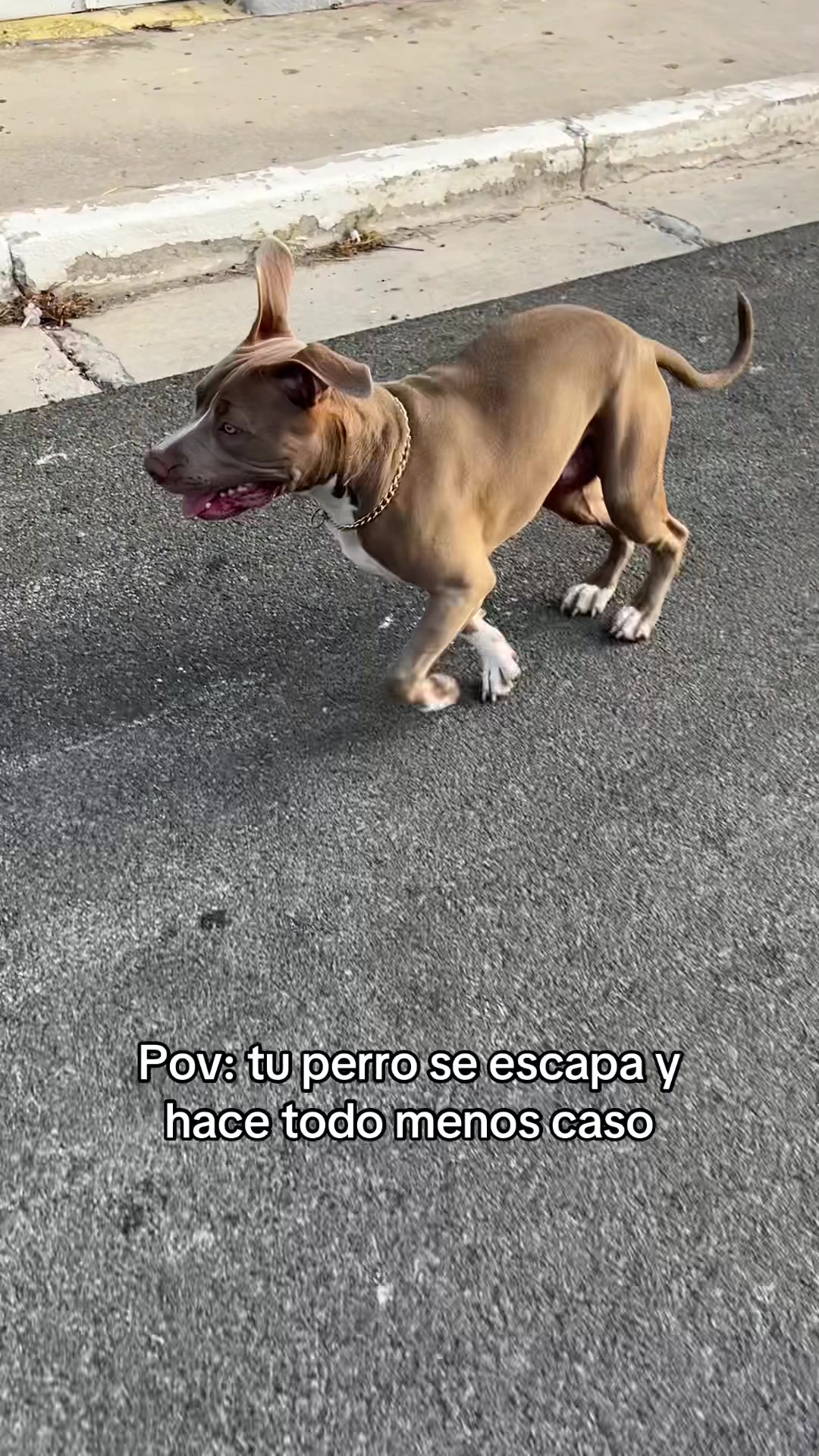 @Thor El Pitbull