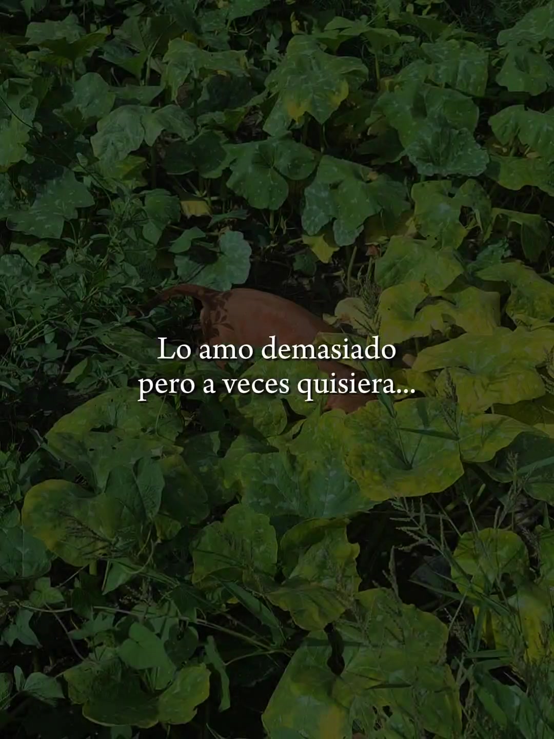 @carmencita