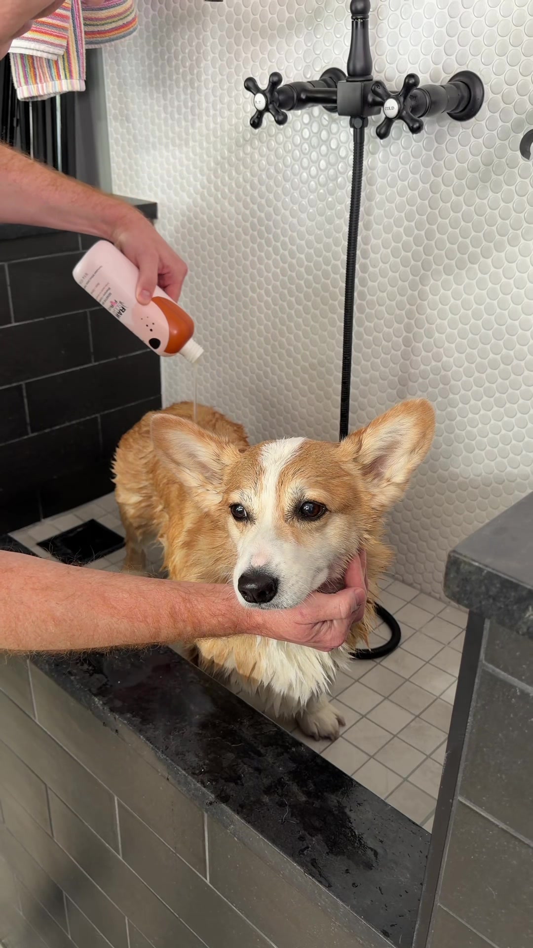 @Hammy & Olivia Corgi
