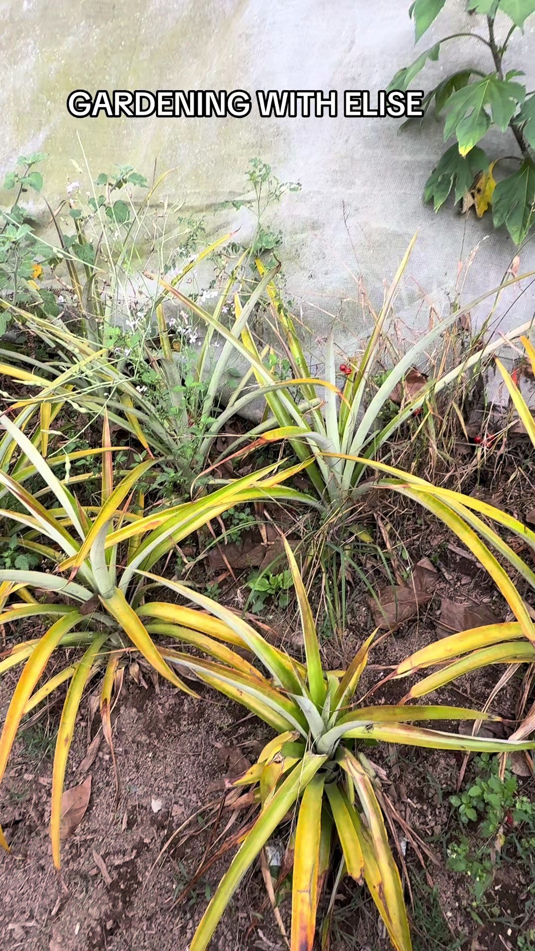 @Gardening with ELISE