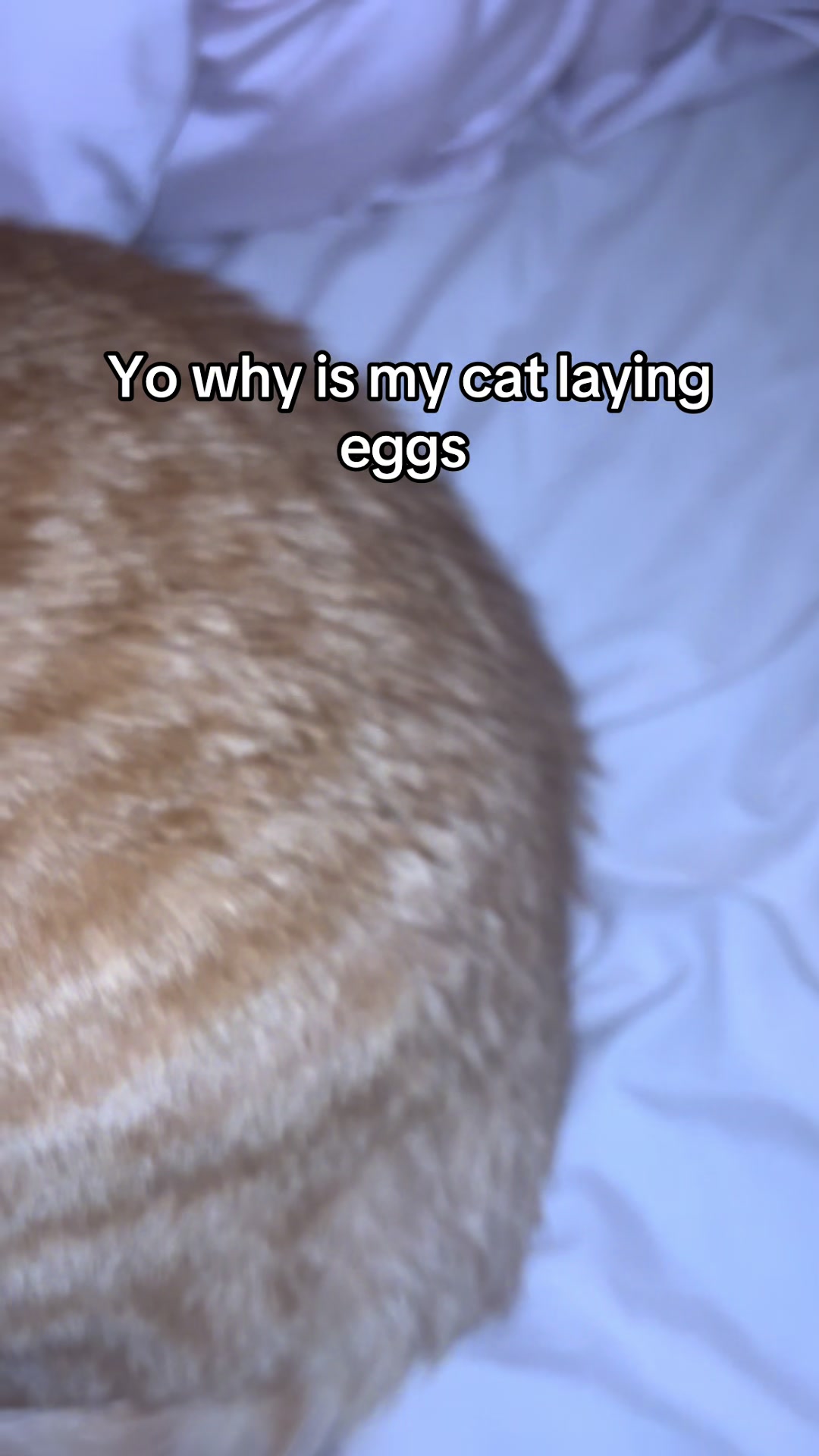 @★ 𝓙𝓸𝓮'𝓼 𝓯𝓸𝓸𝓵 ★