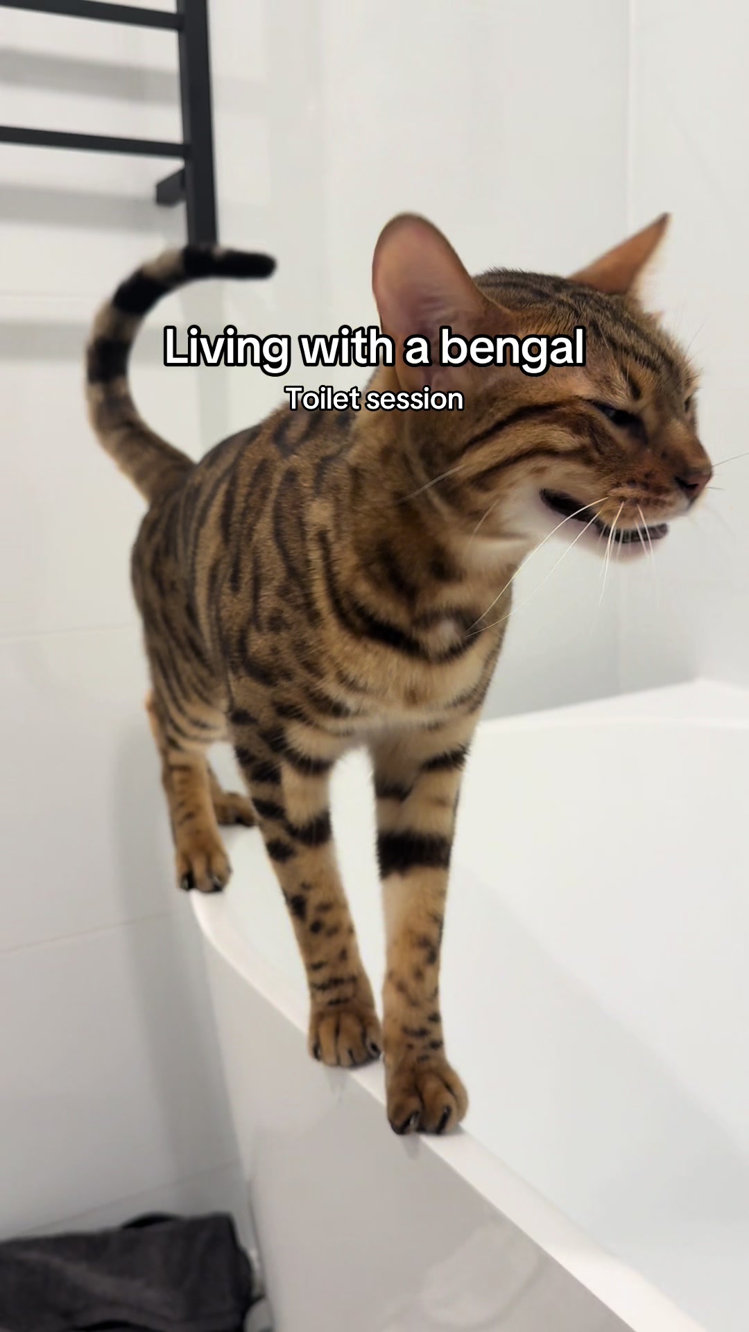 @mitmitcats