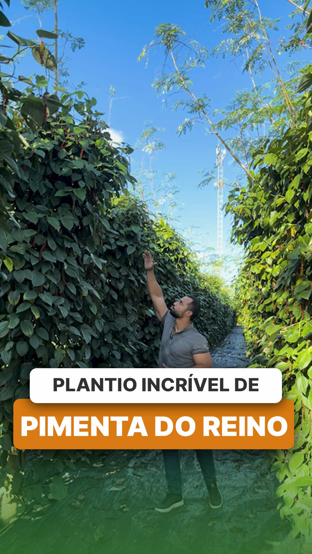 @ViveiroProMudas