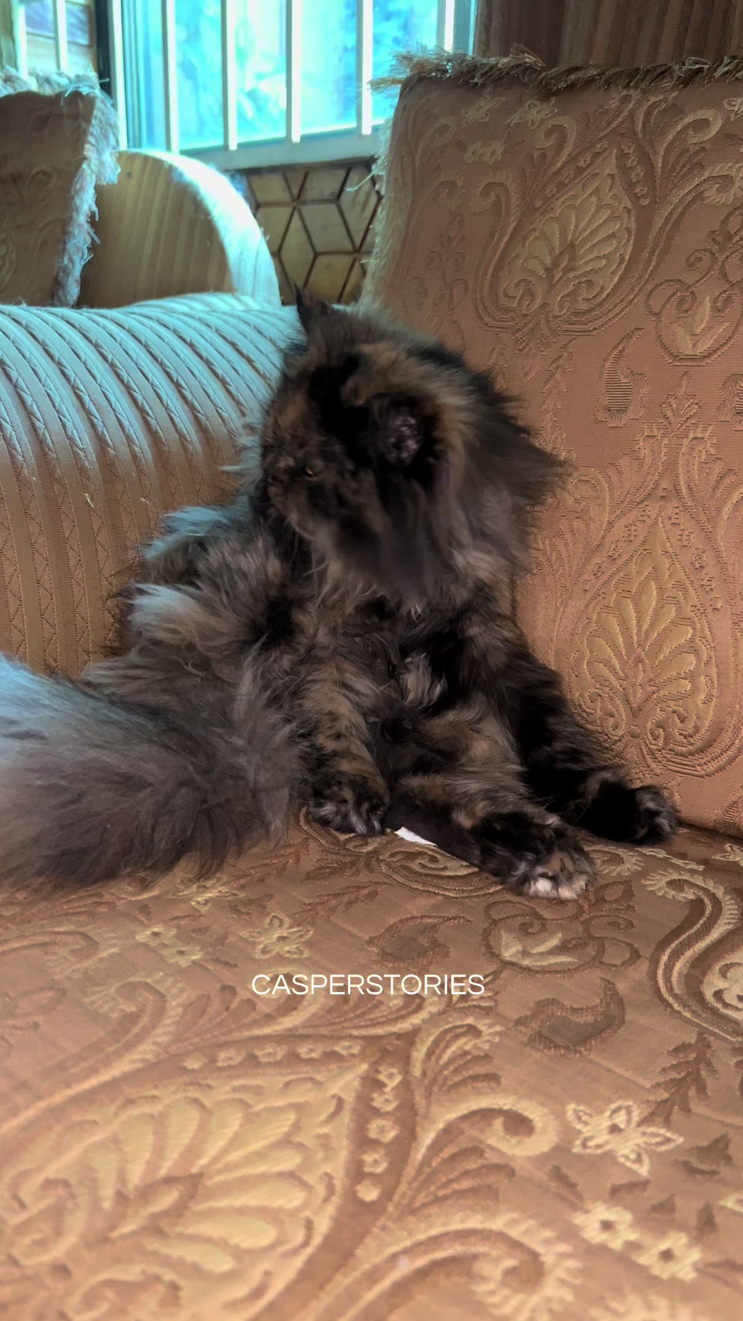 @𝑪𝒂𝒔𝒑𝒆𝒓 & 𝑴𝒊𝒏𝒏𝒊𝒆 🐾