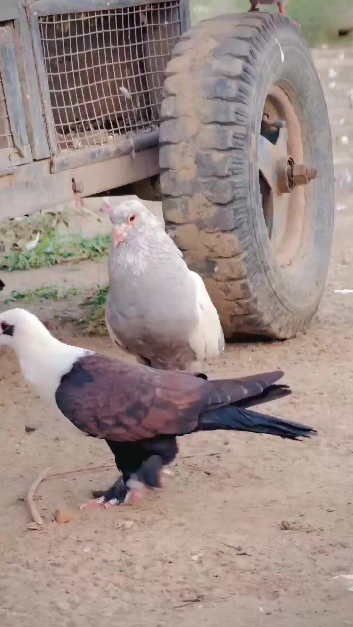 @عدیل رحمن لیہ وال کبوتر باز
