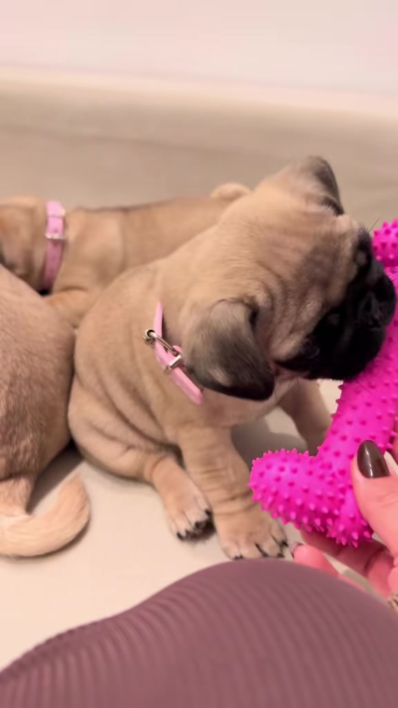 @pugSofyHarry