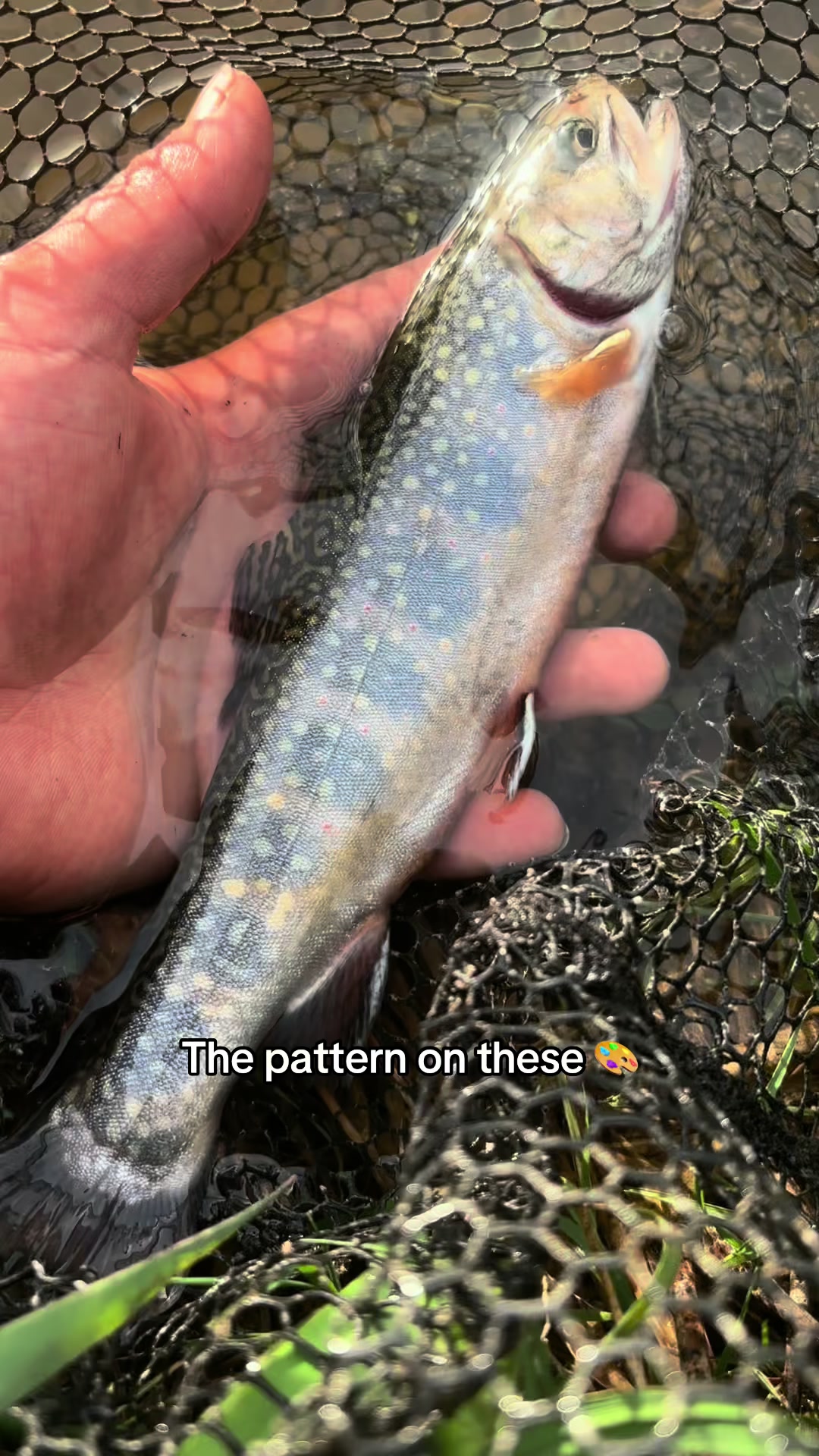 @DaddysCreek