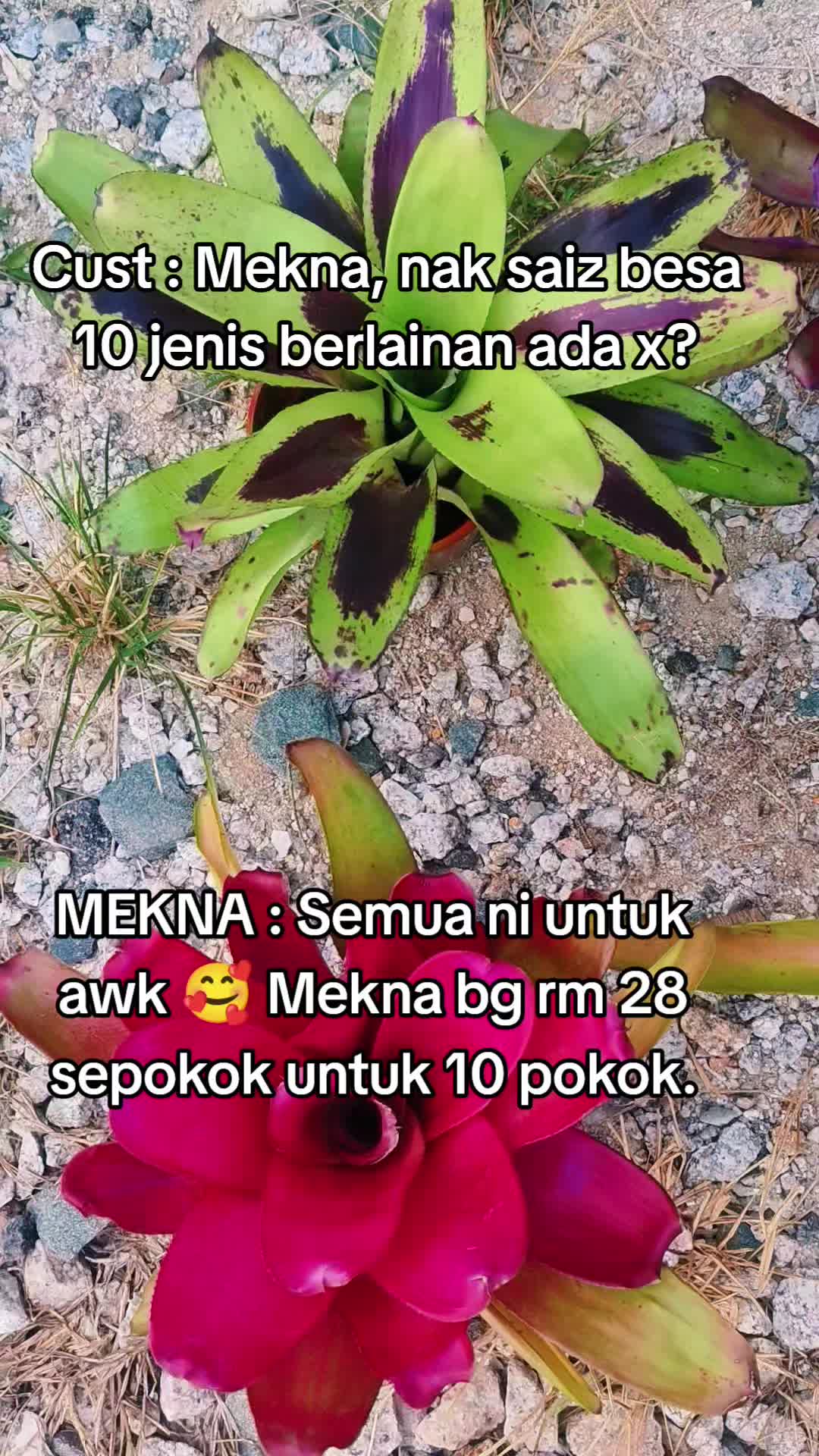 @MEKNA Garden