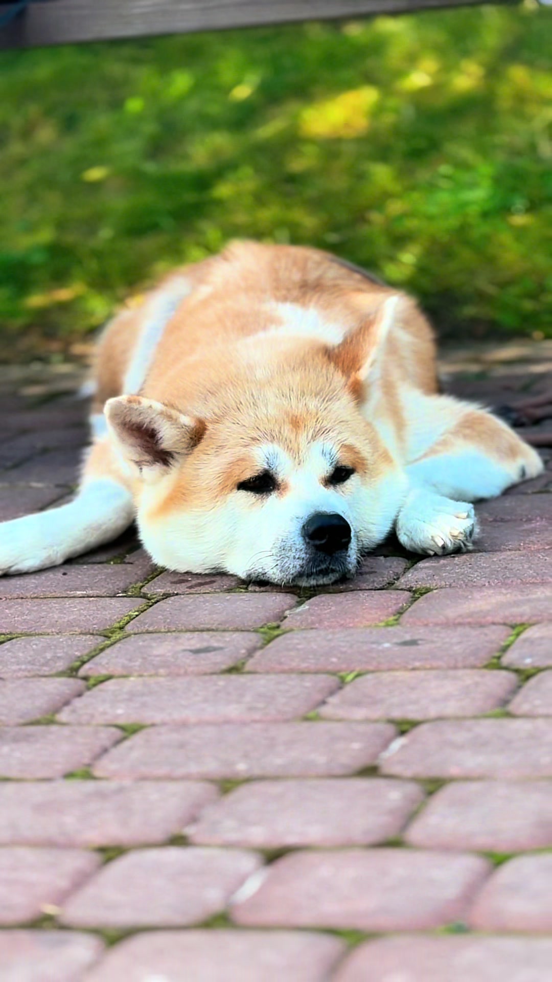 @oh_myakita