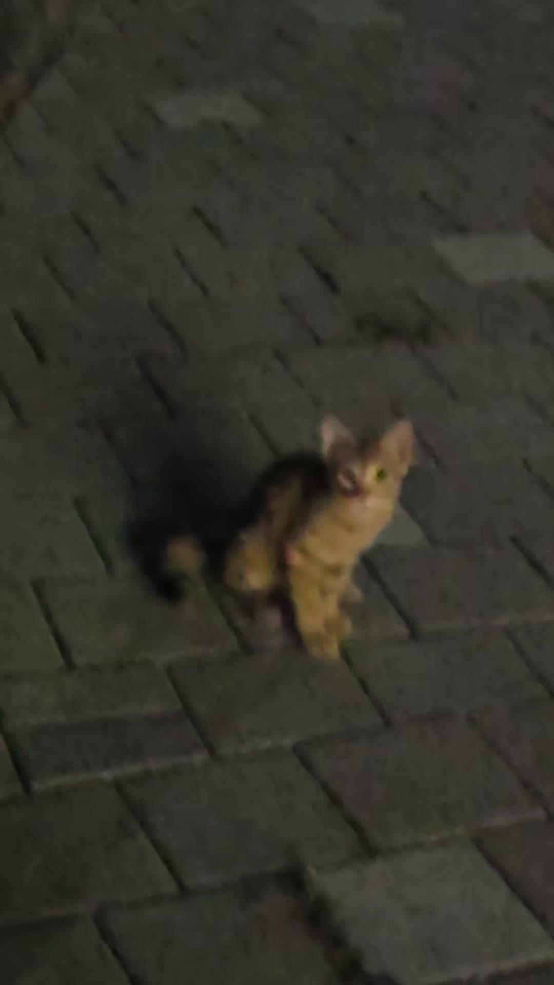 @고양이 형아