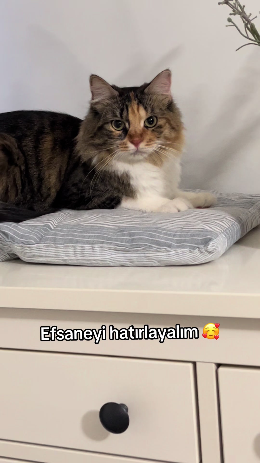 @konusankediminnos