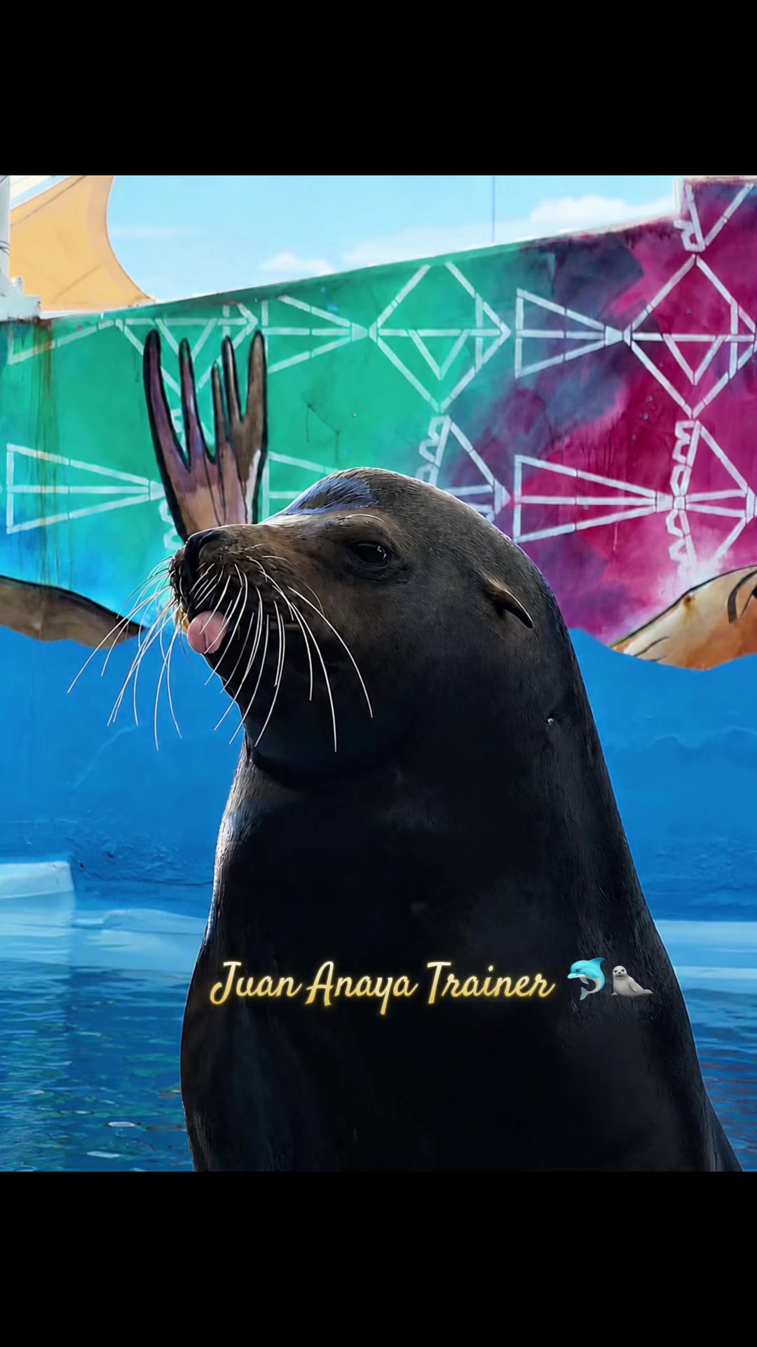 @Juan Anaya Trainer 🐬🦭