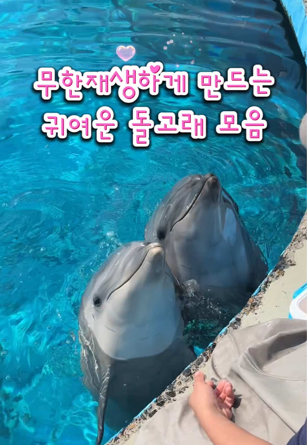 @DolphinTok