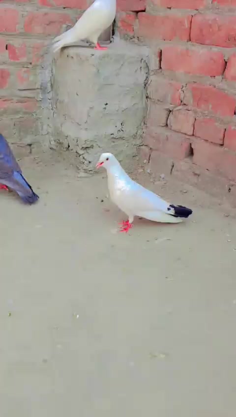 @malik Tariq 1234