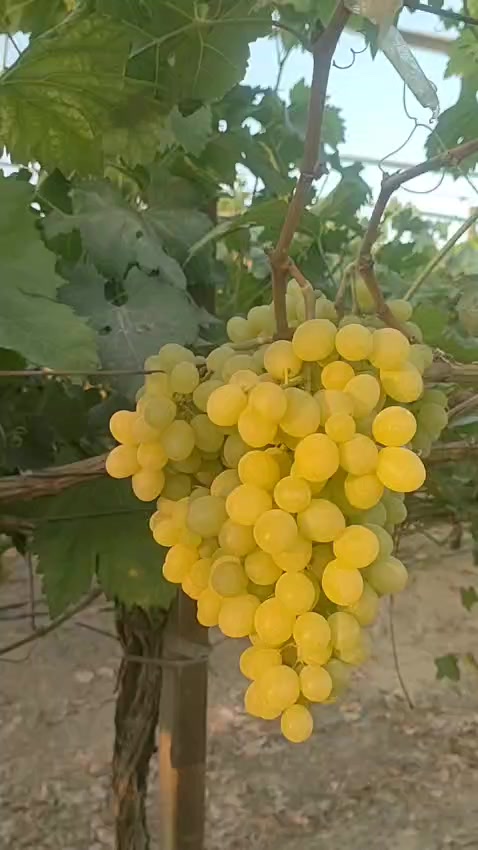 @احمد عمر