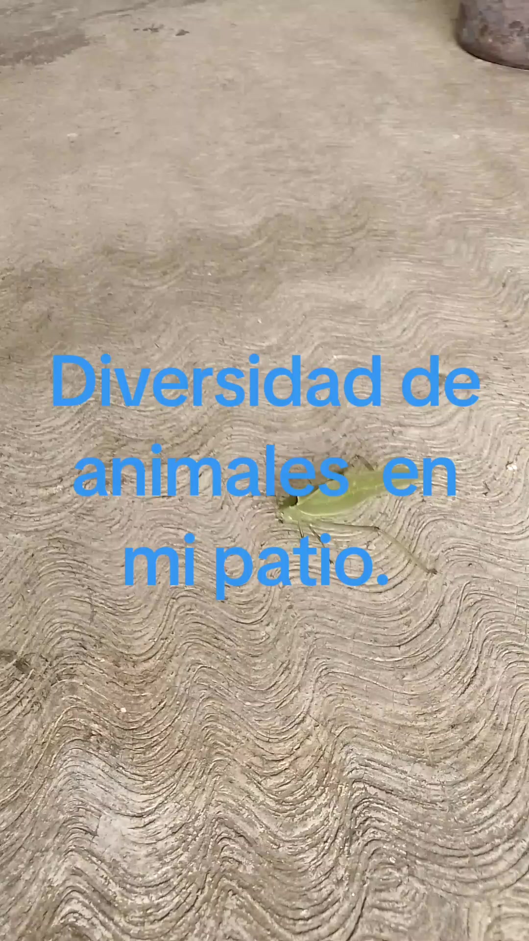 @marisela