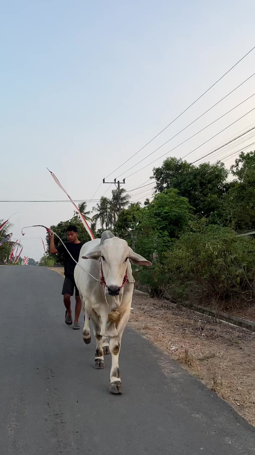 @Wisnu Farm Lampung