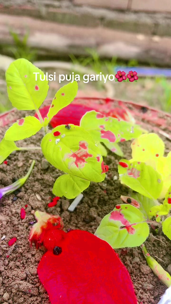 @Yogisha Khatri
