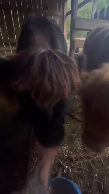 @Gypsy Rose Farm, LLC