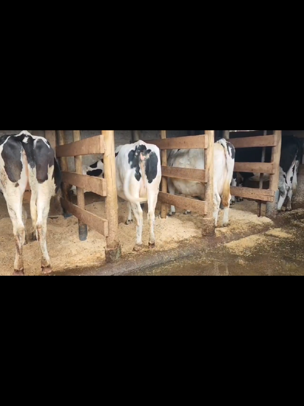 @Daily Dairy Farm Ke