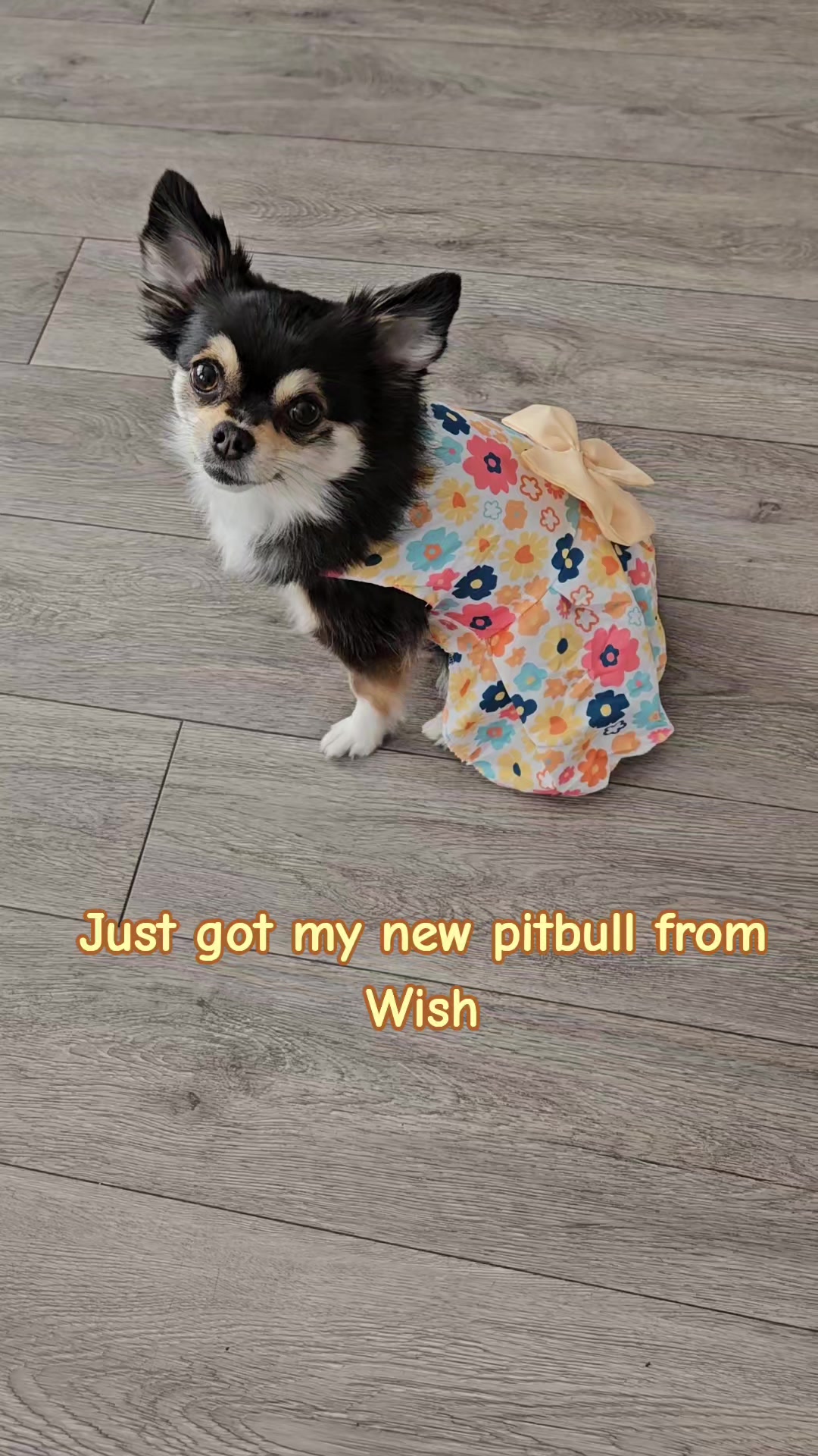 @Pawsha