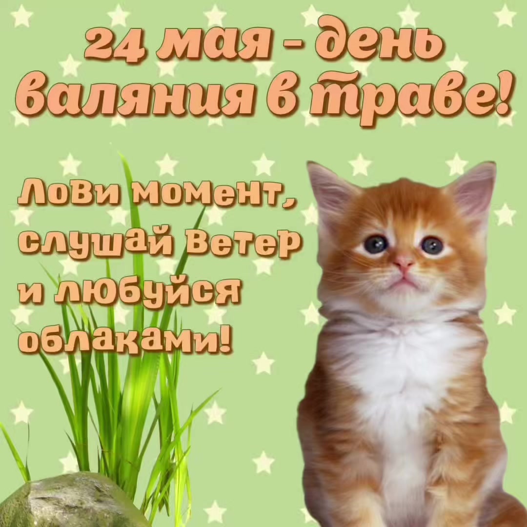 @котики на каждый день