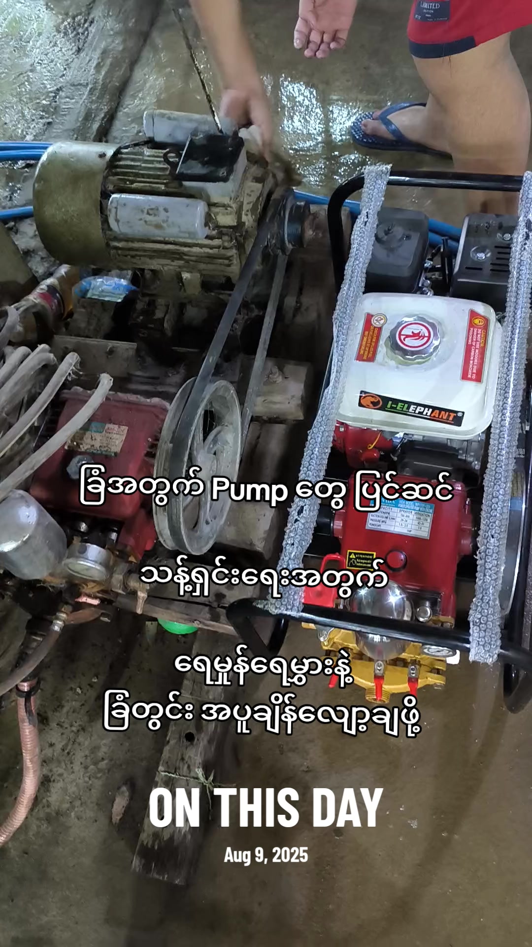 @"ရွှေဖြူးသား"၀က်မွေးမြူရေးခြံ