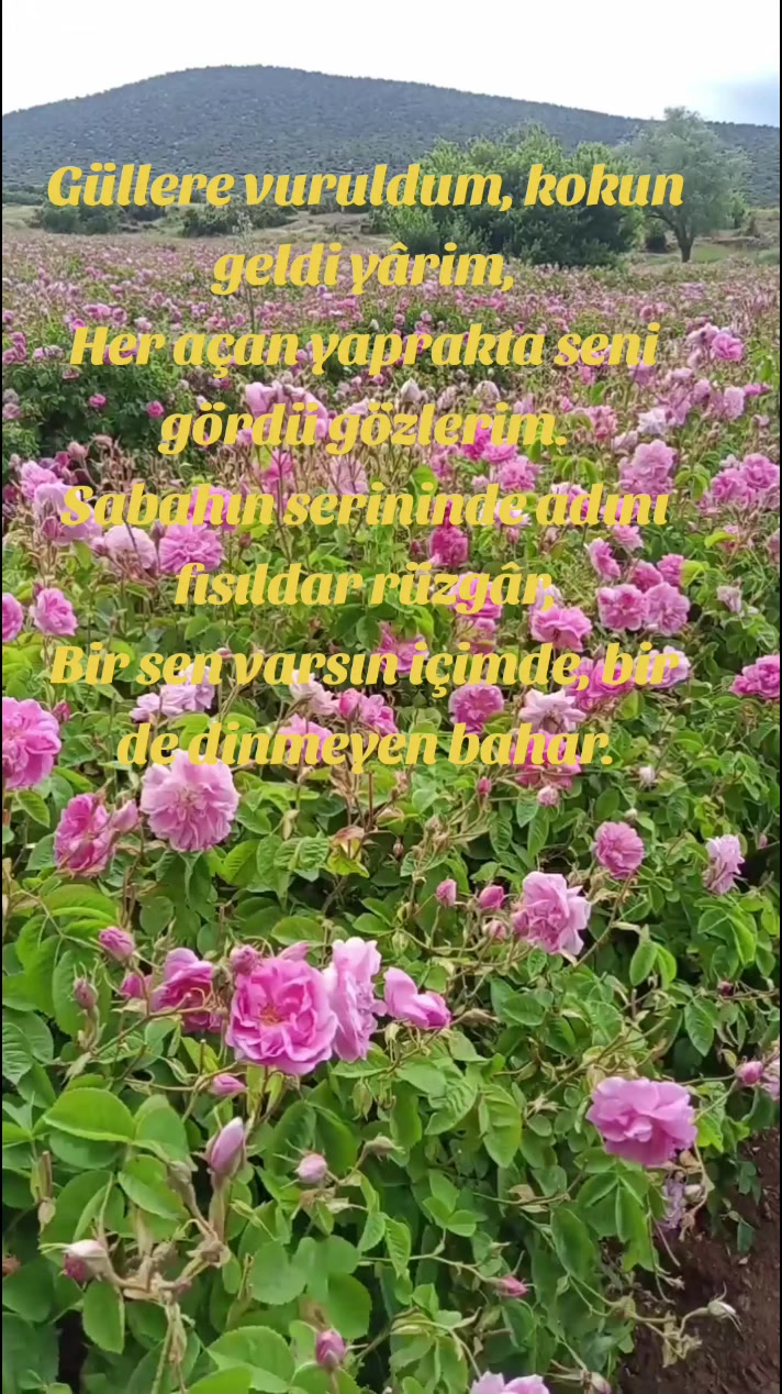 @Isparta Sevdalısı