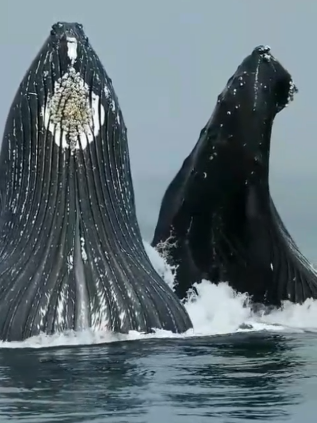@Deep Sea 4K