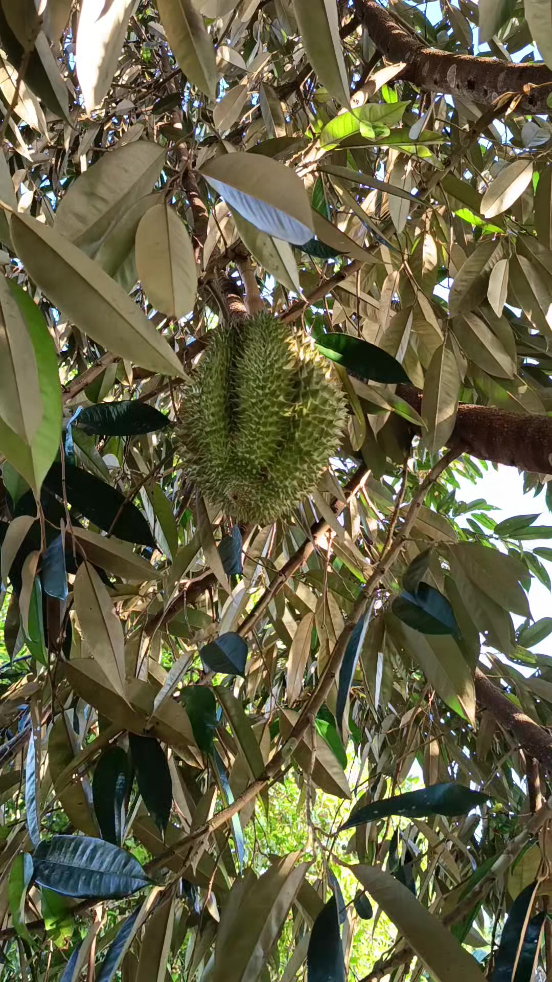 @𝗬𝘂𝘀𝘂𝗳 𝗟𝗮𝘁𝗶𝗲𝗳