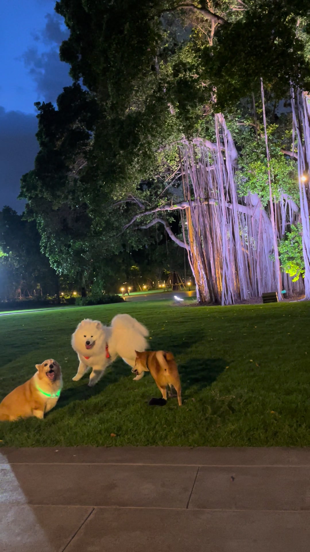 @Hachi Family 🐶🐕🦊