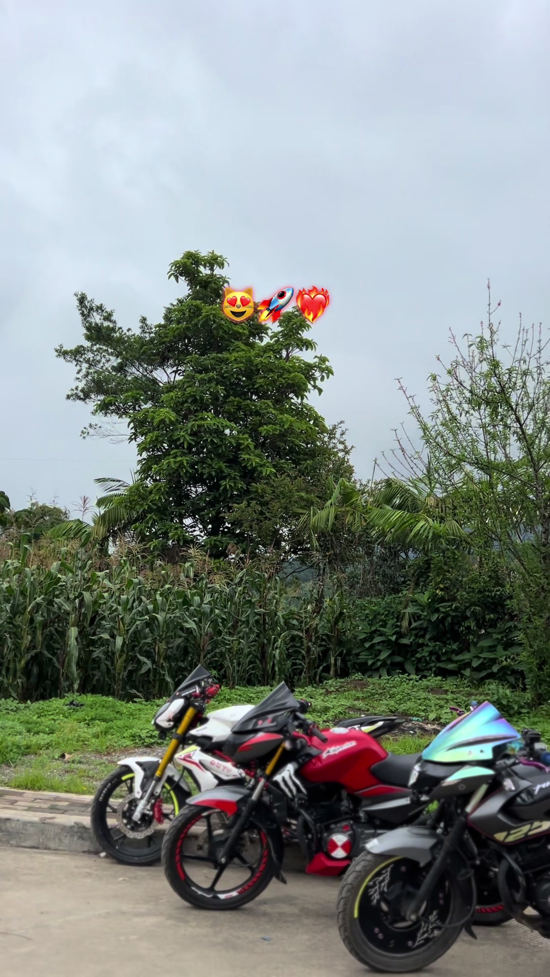@Mininocturna🚀