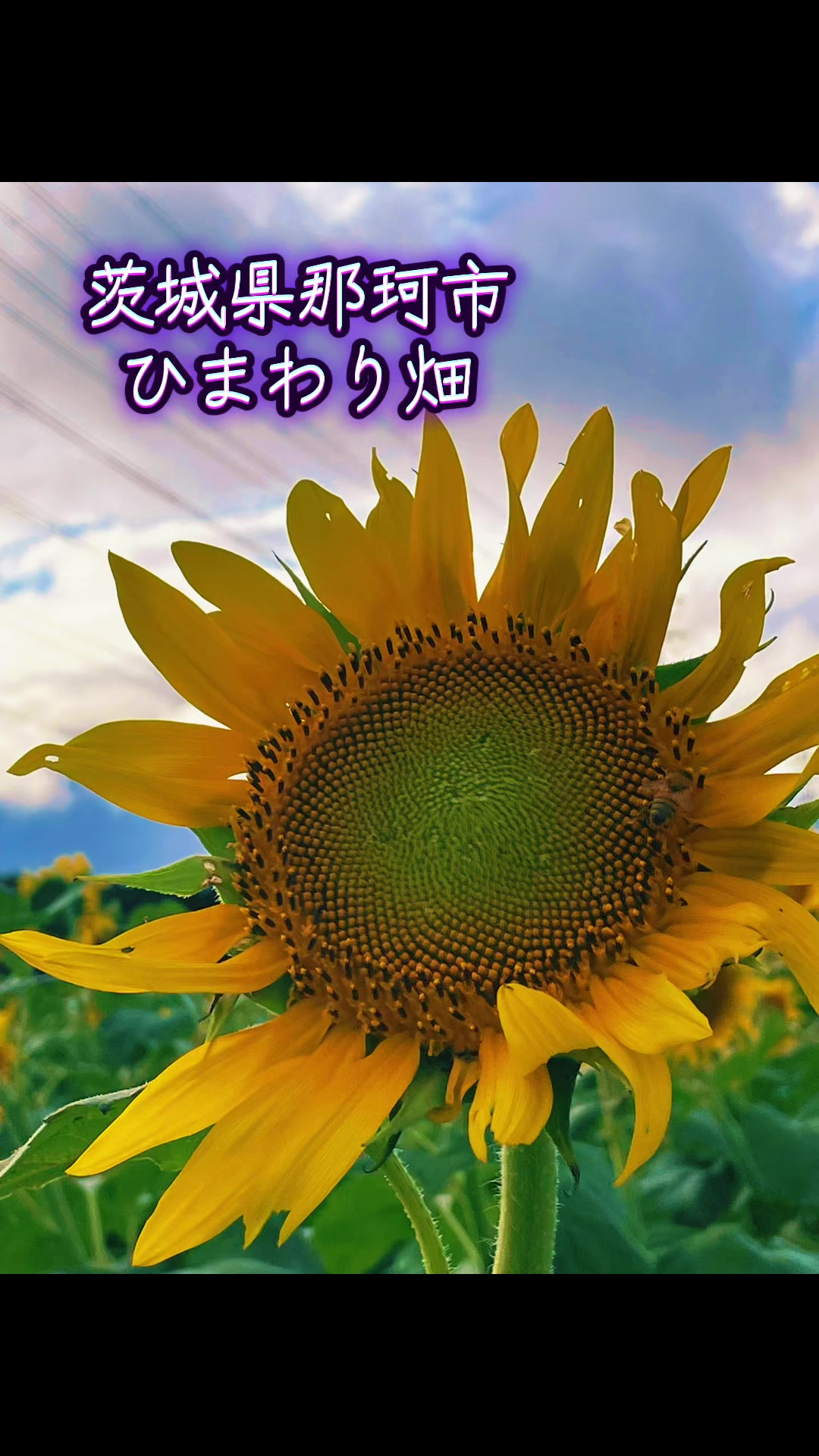 @ちゅっぱチャップス