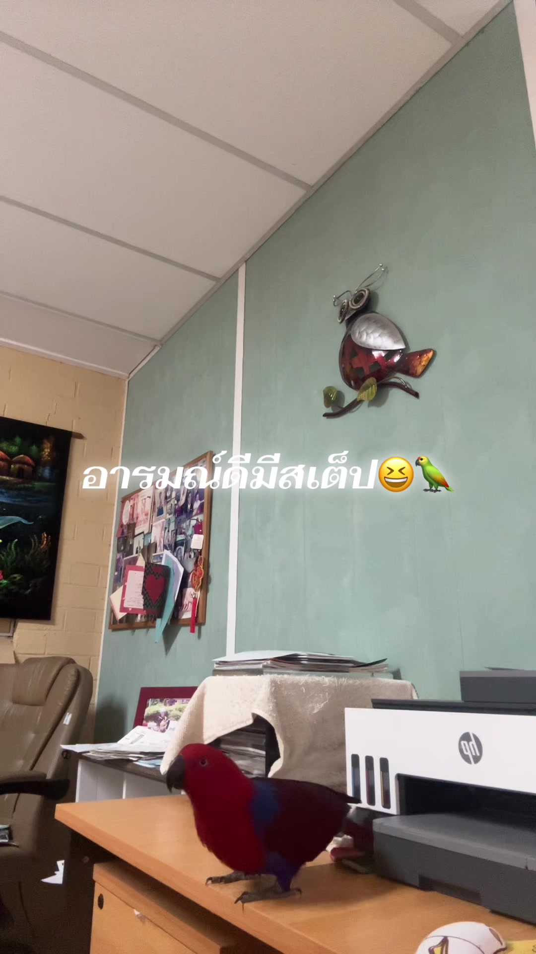 @Female parrot🥰👫🦜
